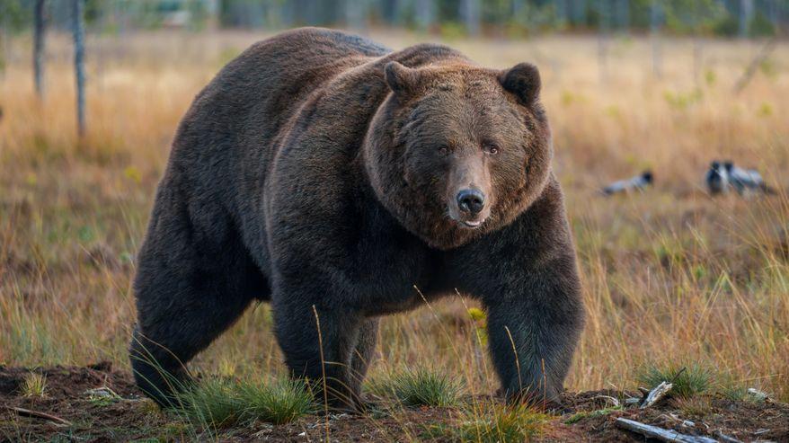 Un orso guarda dritto verso l’obiettivo nella palude.