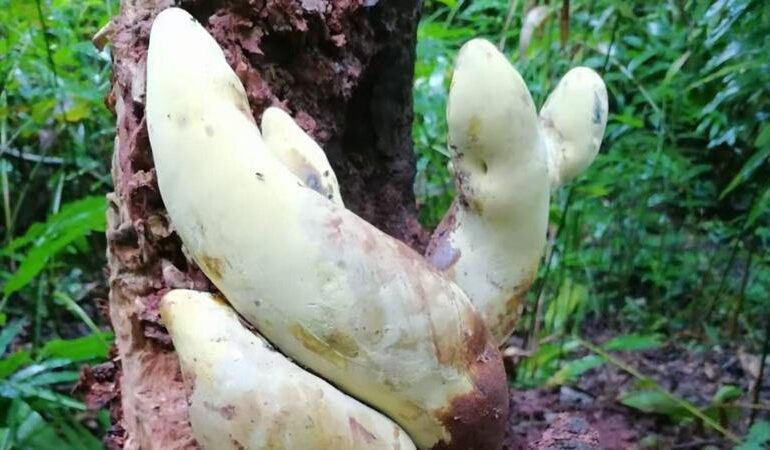 Il fungo gigante da 2,2 kg che racconta l’evoluzione dopo i dinosauri