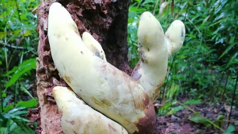 Il fungo gigante da 2,2 kg che racconta l’evoluzione dopo i dinosauri