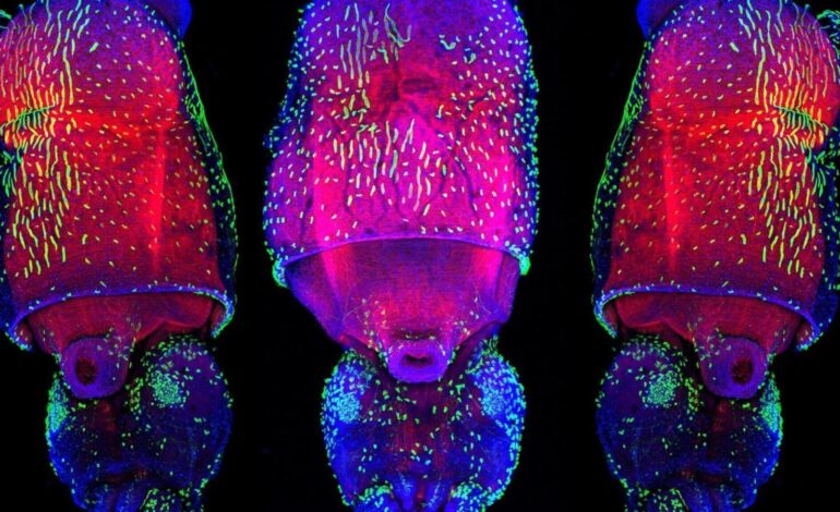 Calamari, l’editing dell’RNA modifica migliaia di proteine