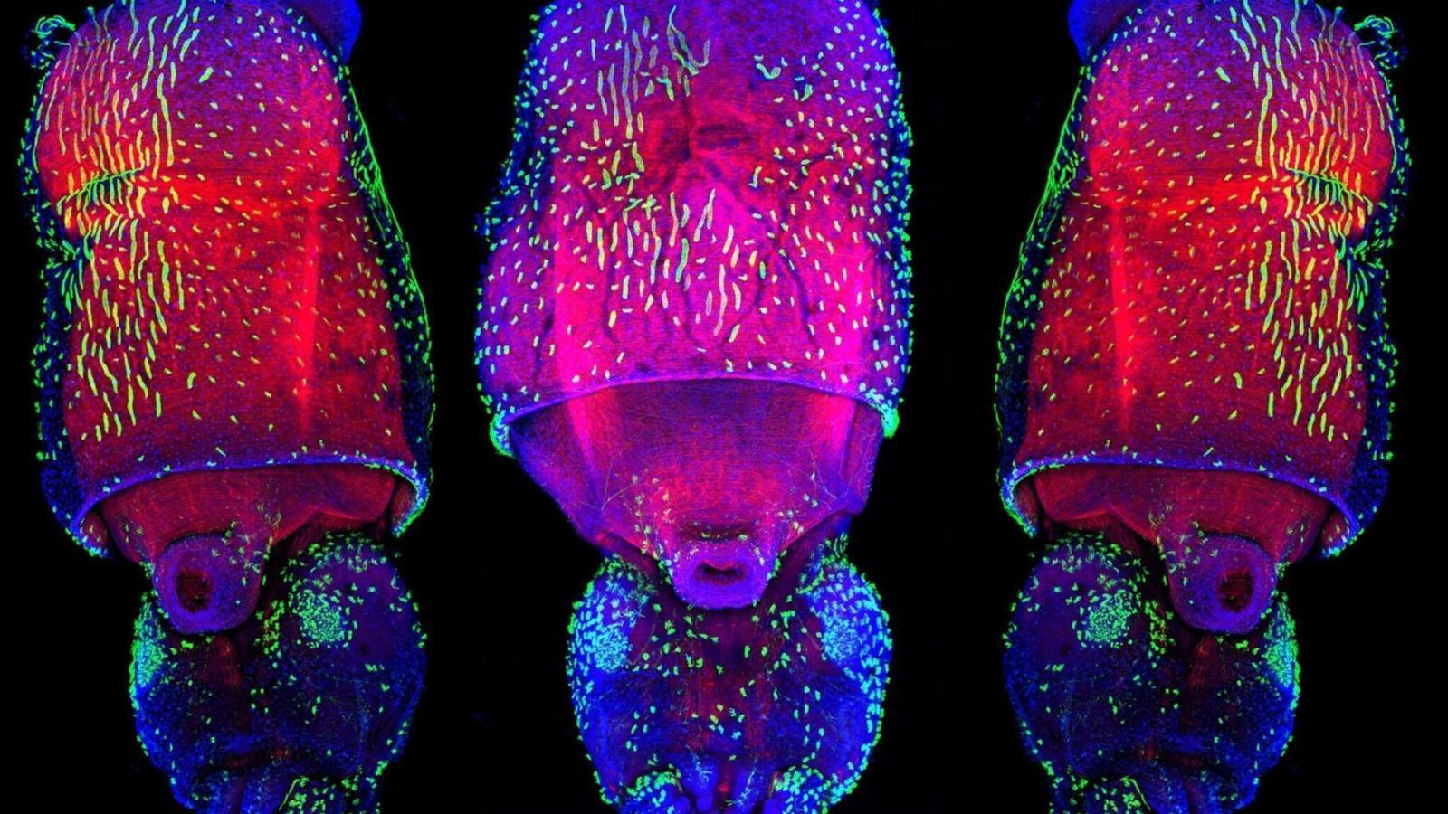 Calamari, l’editing dell’RNA modifica migliaia di proteine