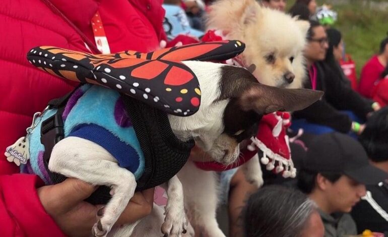 Chihuahua in costume sfilano tra catrine e personaggi Pokémon