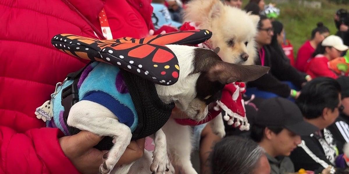 Chihuahua in costume sfilano tra catrine e personaggi Pokémon