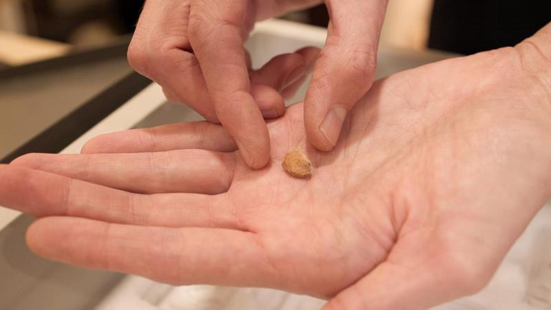 None Una persona dalla pelle chiara tiene sul palmo aperto metà di un dente di Neanderthal